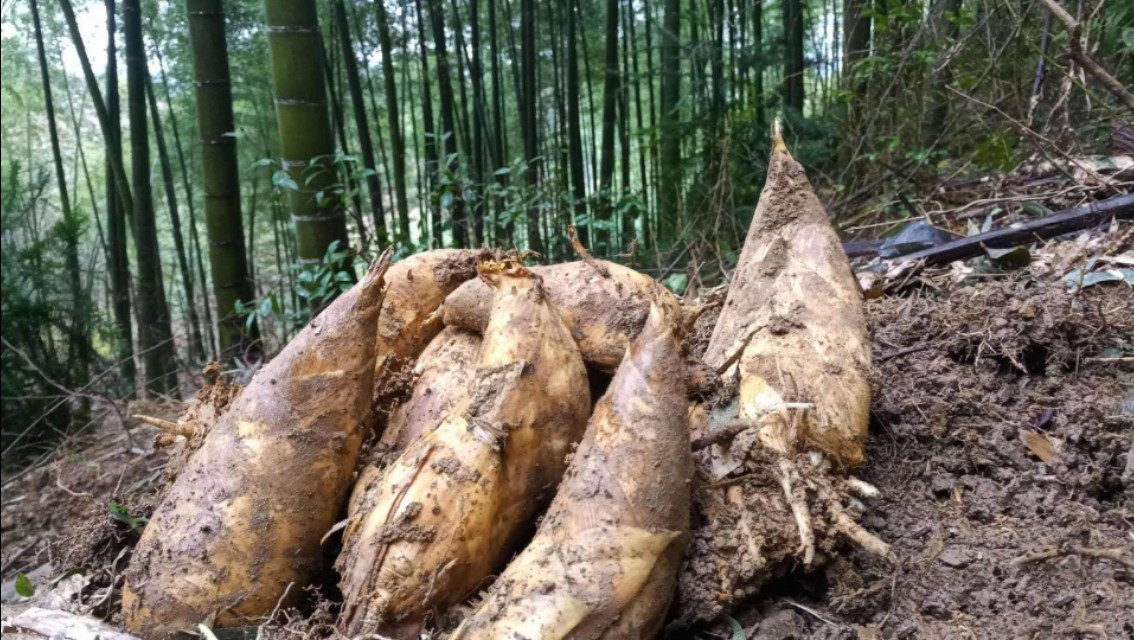 农村冬笋开挖季节来临，如何快速的挖到冬笋？老农告诉你方法