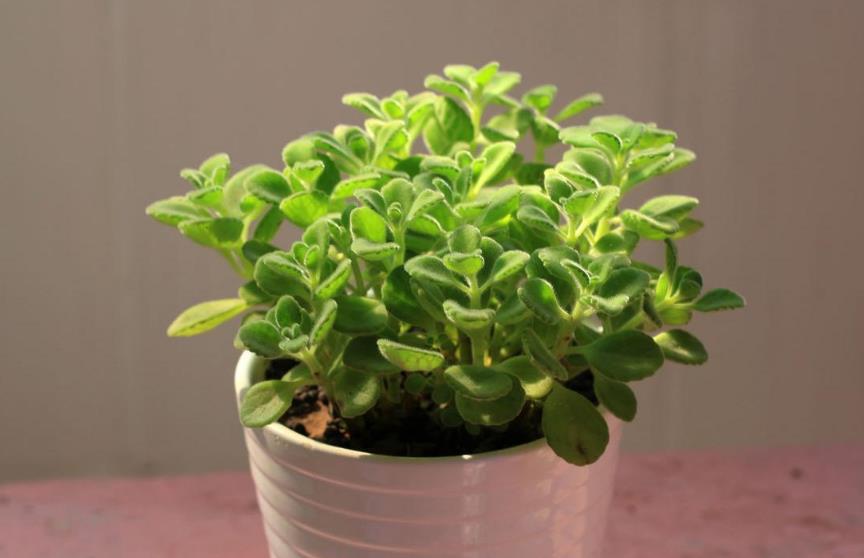 人生实苦，自渡是福