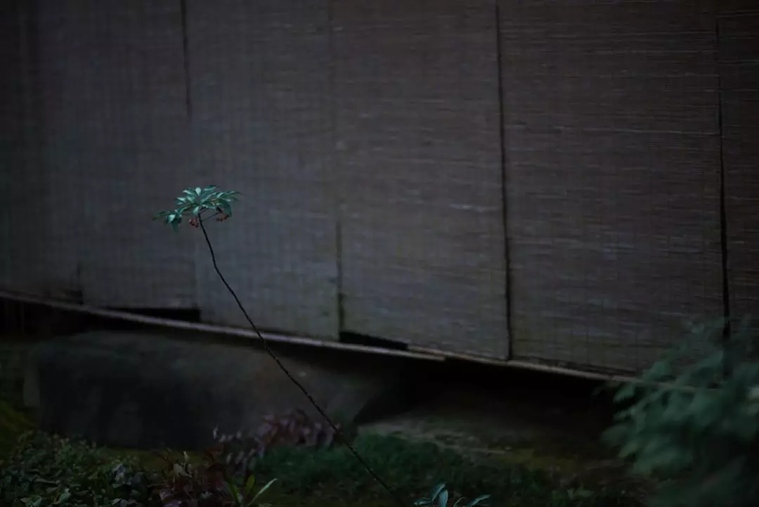 谷雨时节，相思来袭，王维的红豆开了
