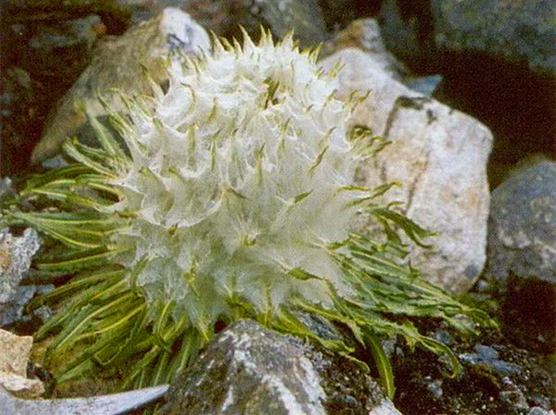 绵头雪莲功效与作用-我的快乐小窝