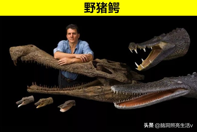 鲜少有人能够知晓的，8个只存在于史前文明的神秘动物