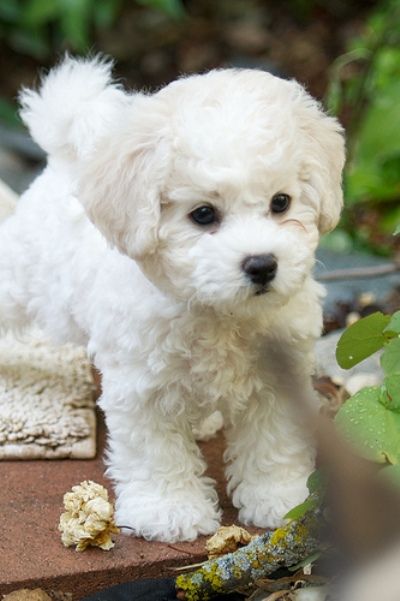 热门白色狗狗盘点：像棉花糖一样超可爱，好想养一只