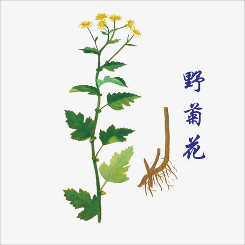 中药野菊花主要功效解析:清热解毒,疏风平肝