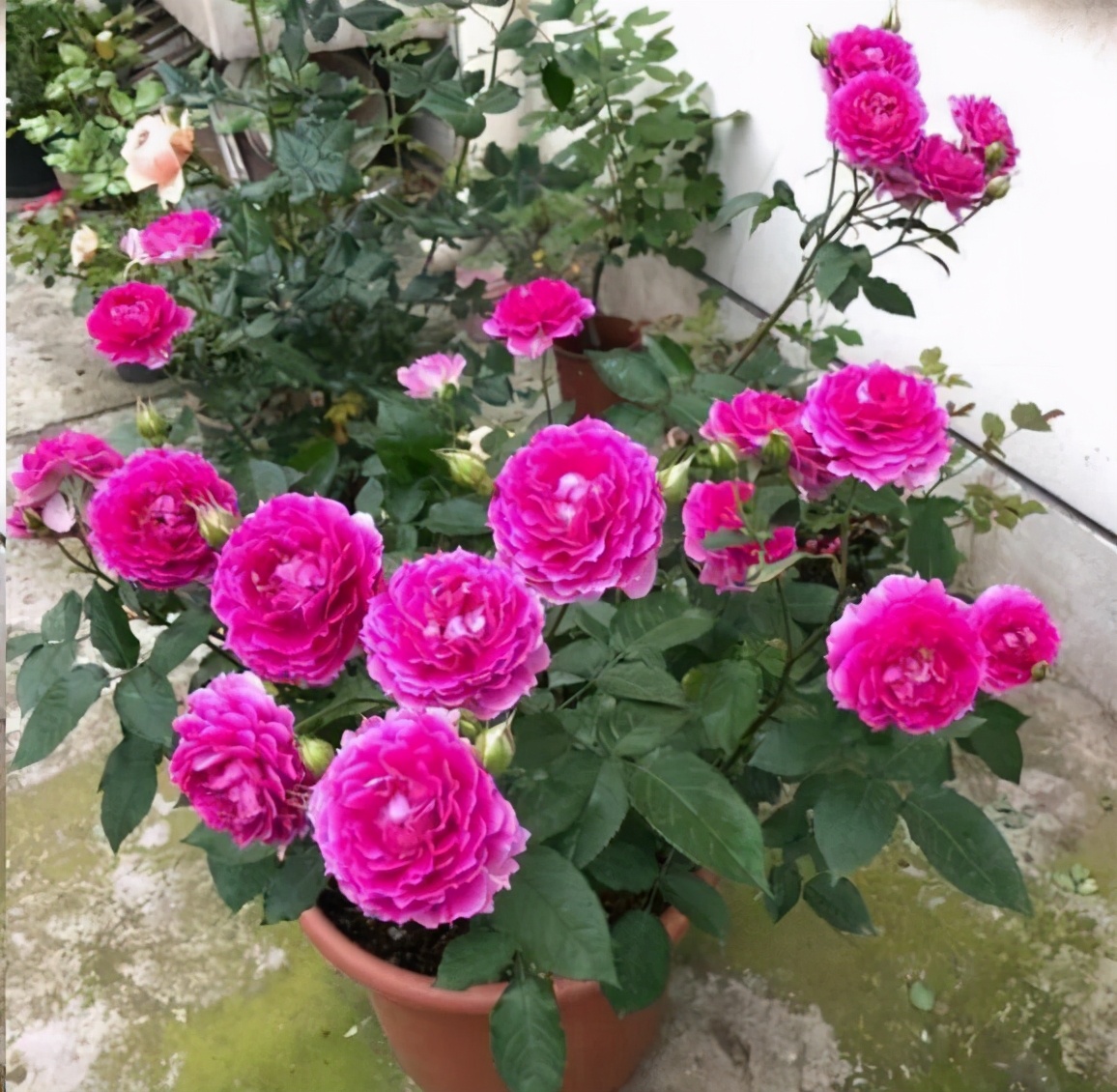 红苹果月季勤花吗(耐晒爱开花的4种月季介绍)