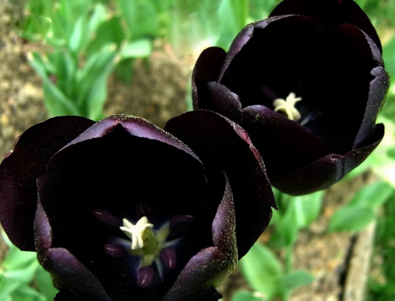 10种最神秘的花，花市里，总能听到它的传说