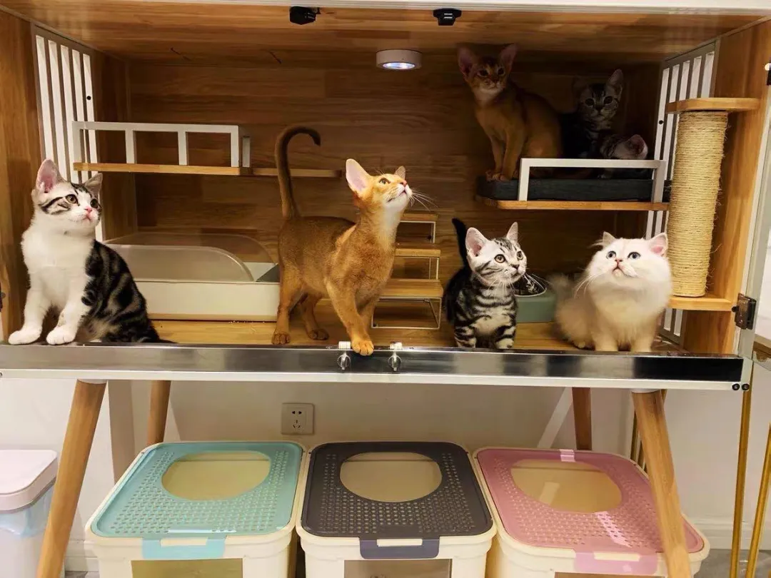 58天造出电动跑车的清华高材生，造“猫别墅”，美国买家2倍买走