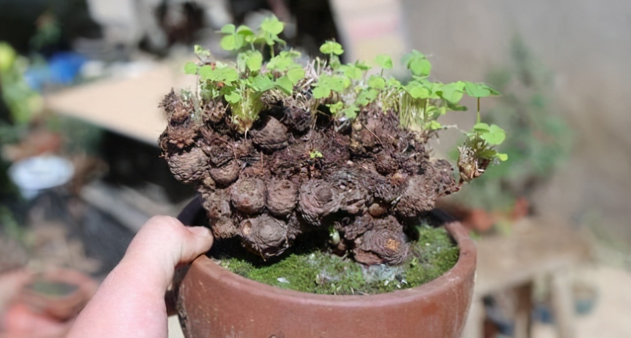 把三叶草从花盆里面拿出来之后,枝干保留些许的根系,移栽到花盆