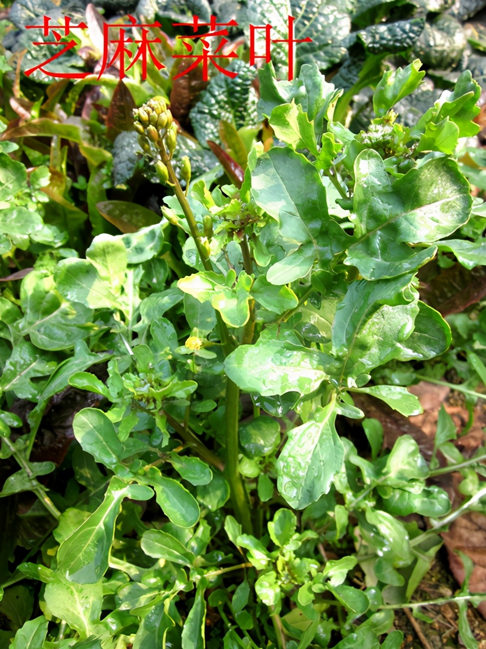 芝麻菜圖片(芝麻菜圖片怎麼吃)-我的快樂小窩