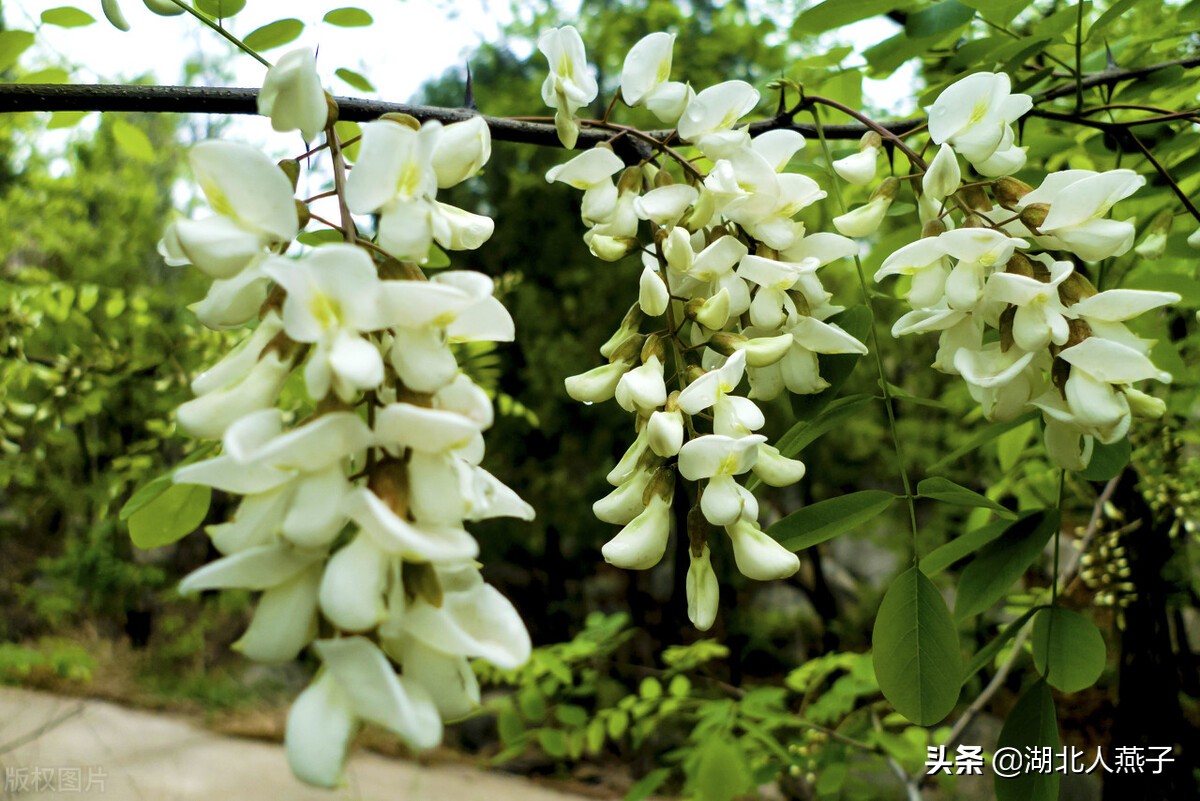 农村能吃的野菜100种大全(教你认识100种野菜和吃法)