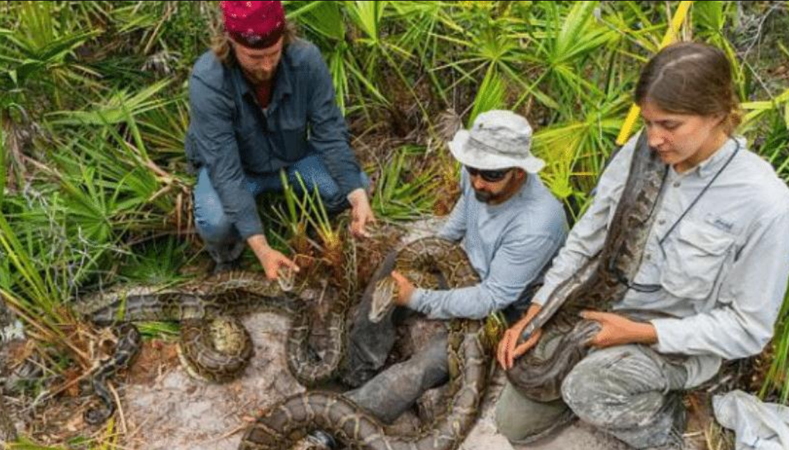 大量蟒蛇難逢敵手,全職獵人也無能為力,緬甸蟒為何在美國氾濫?