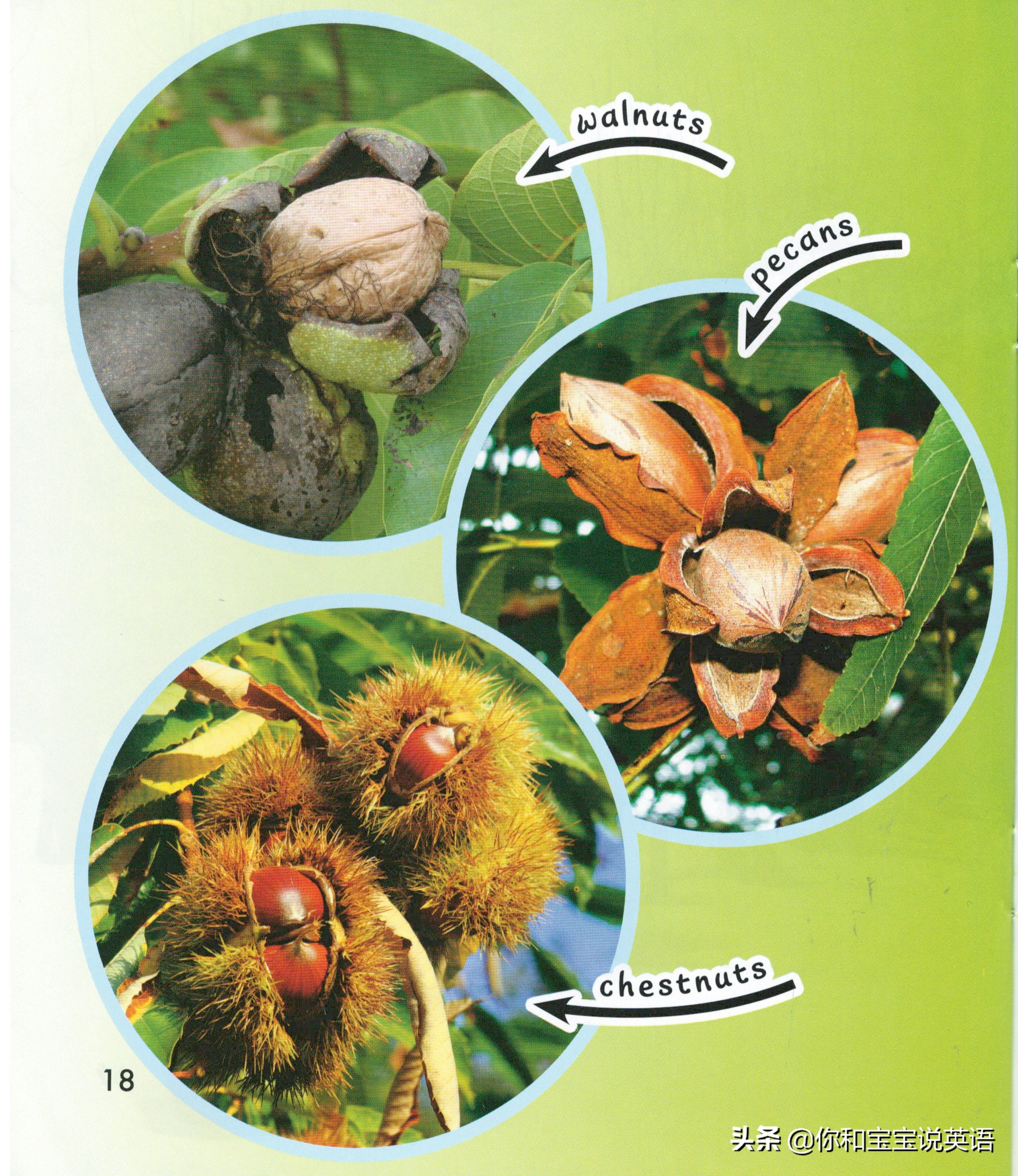 采摘亲子英文+科普—草莓蓝莓、萝卜白菜，谁长地上，谁长藤上？