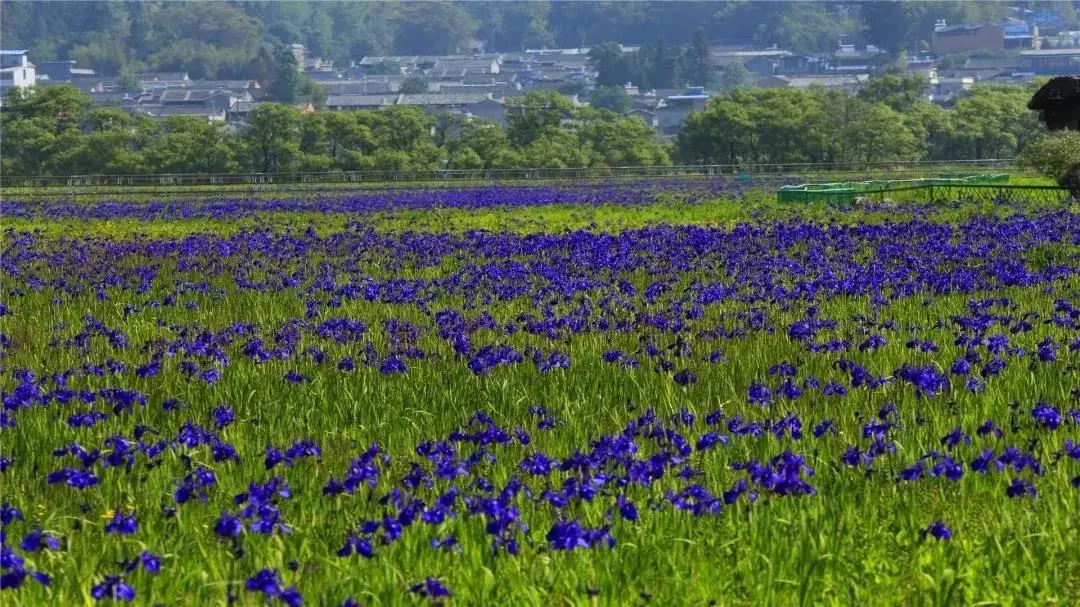 惊艳!生物多样的保山,美到你无法想象
