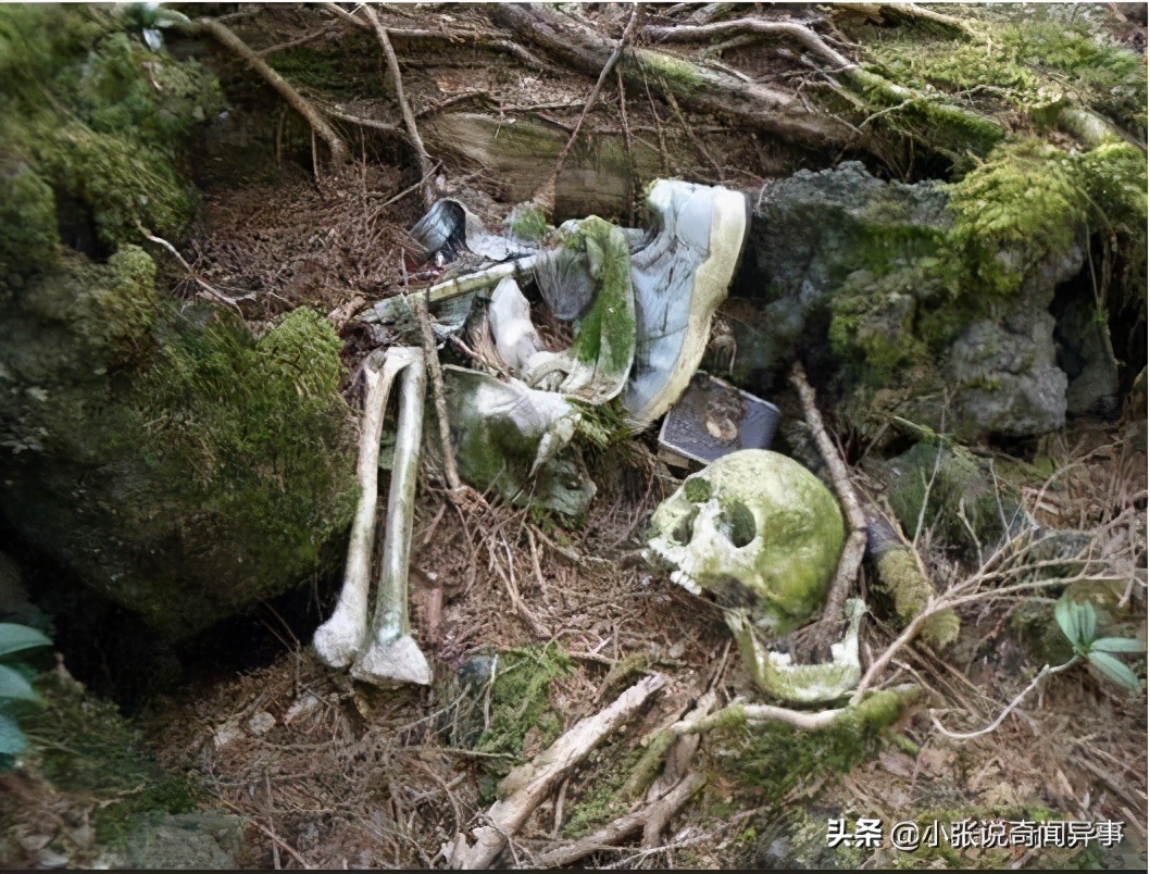 日本青木原树海(日本青木原树海,600多人命丧于此,究竟是何缘由?