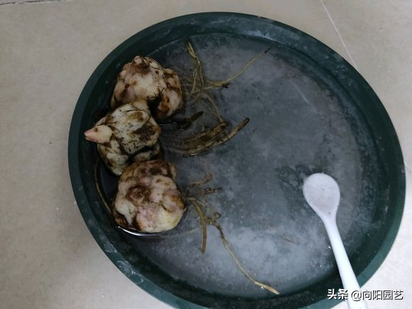 百合养护攻略，花期长达30天，简单4步教会你，春节正赶开花