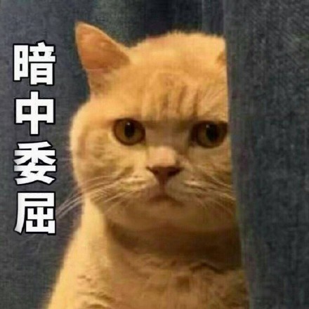 猫咪委屈表情包合集