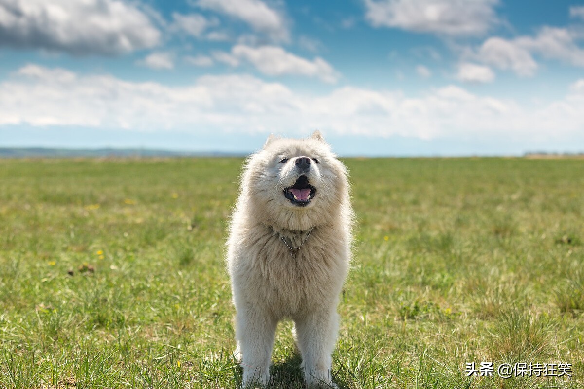 世界十大贵族狗 最具贵族气质的狗 世界十大贵族名犬