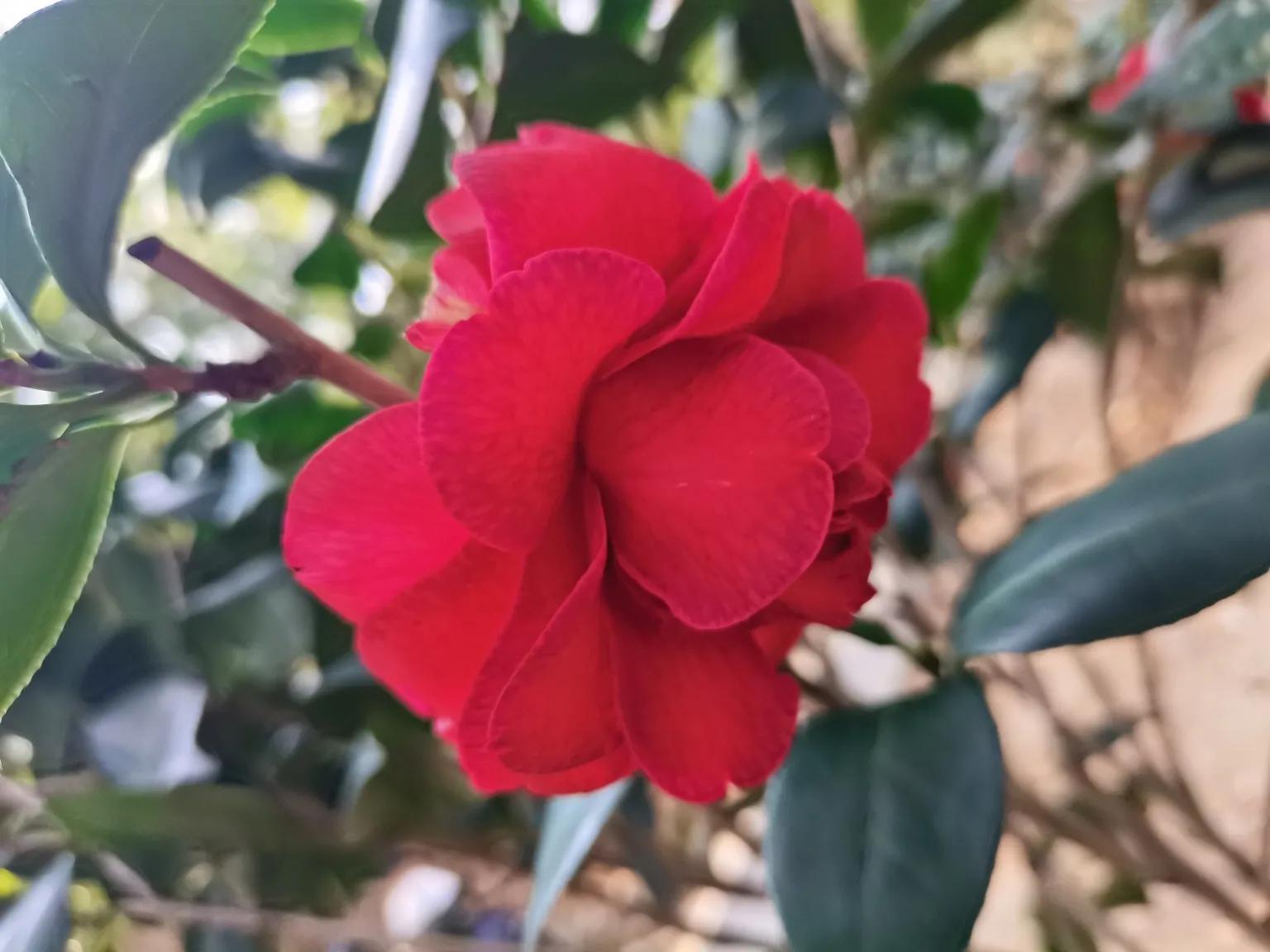 山径幽香染春茶，红萼亭亭映翠芽。