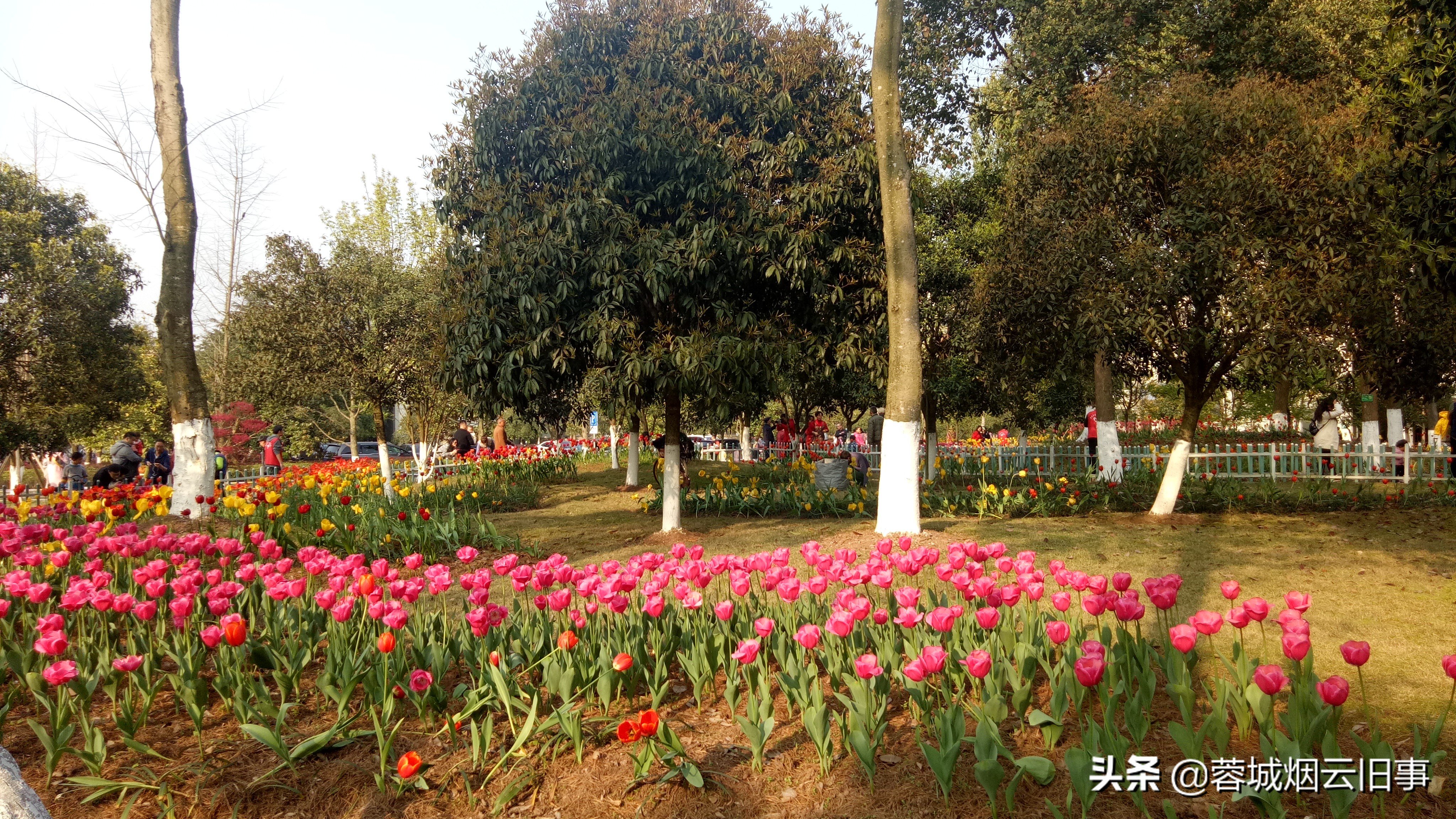 小编带你游校园之重庆大学虎溪校区，体验的芬芳！