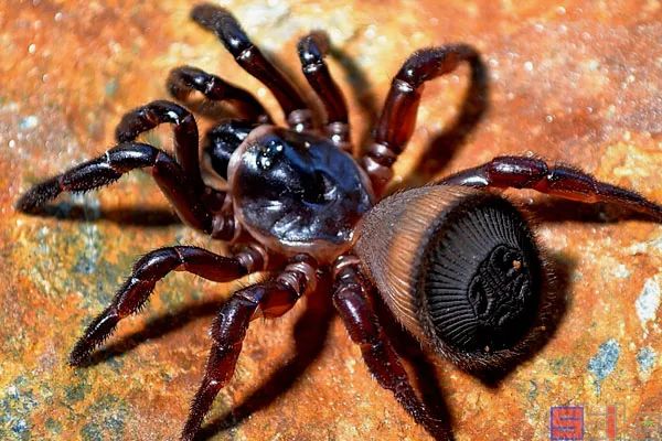 十大美丽且受欢迎的宠物蜘蛛-世界十大美丽且受欢迎的宠物蜘蛛品种
