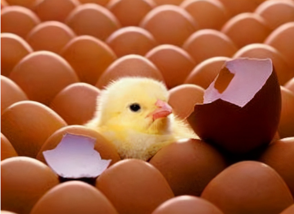 如何能联系学校校鸡（超意念让熟鸡蛋返生）