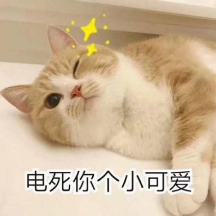 猫咪表情包：电死你个小可爱