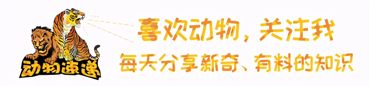 猎豹真打不过斑鬣狗？真实对决图解揭秘强者之争