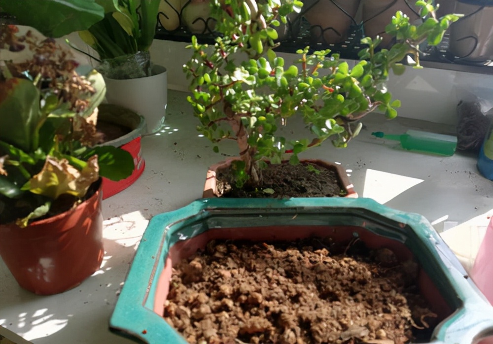 金枝玉叶花卉（金枝玉叶有6怕，难怪叶片哗哗掉，避开枝叶紧凑，二三年成老桩）