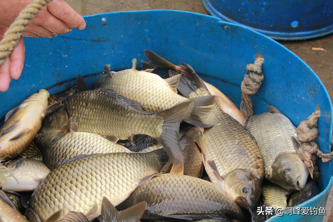 银鲫(鲫鱼品种很多,不是所有鲫鱼都可以是野生的,你有买错过吗?