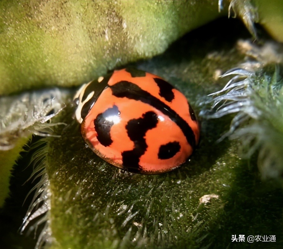 七星瓢虫是益虫还是害虫（详解瓢虫种类和利害）