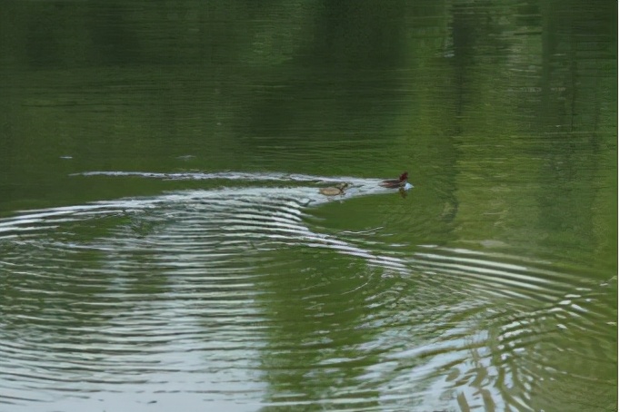 占地2390余亩，重庆这所大学美到被央视新闻