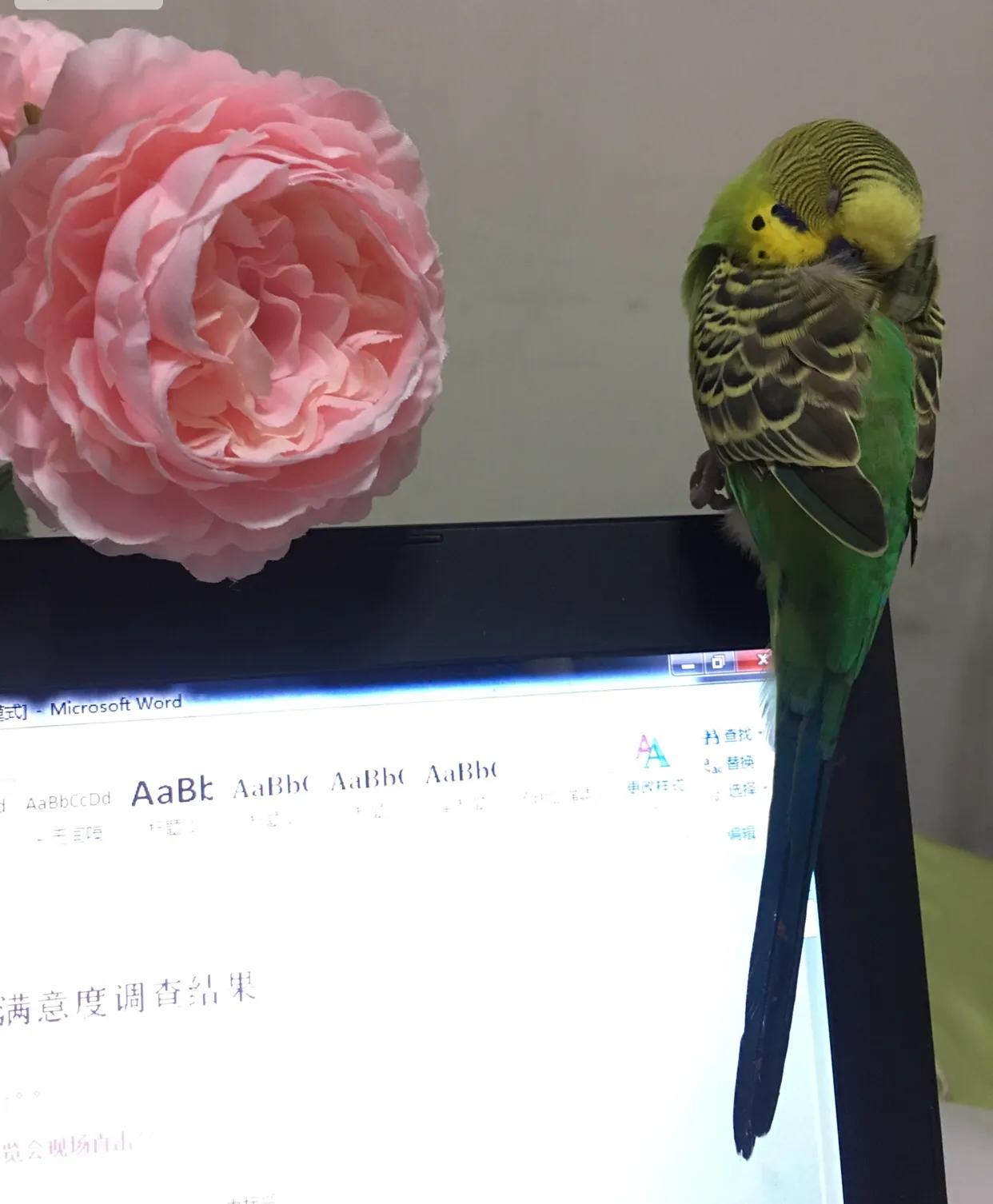 虎皮鸚鵡會說話嗎,虎皮鸚鵡會說話嗎?怎么教虎皮鸚鵡說話?