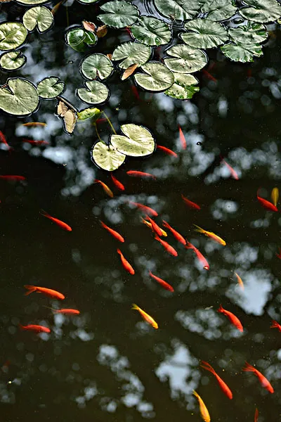 儿童诗句有哪些（儿童诗句古诗大全）