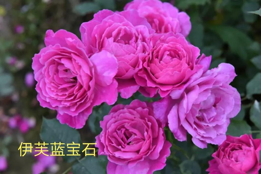 白荔枝玫瑰花语是什么（常见切花月季一览）