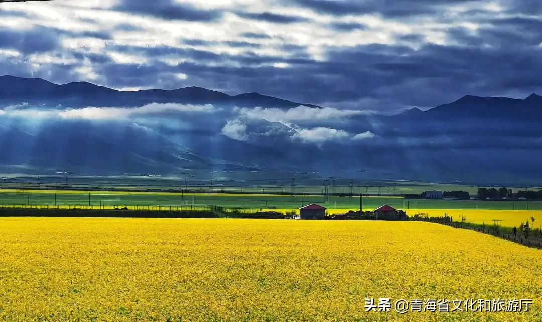 青海油菜花几月份去最好（美成了一幅浑然天成的油画）