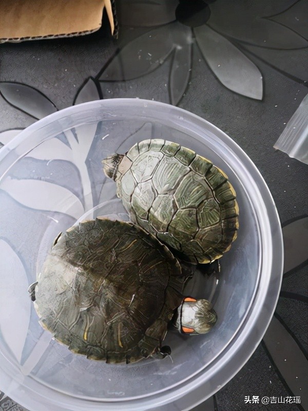 巴西龟不吃食会死吗（宠物巴西龟养殖技巧）