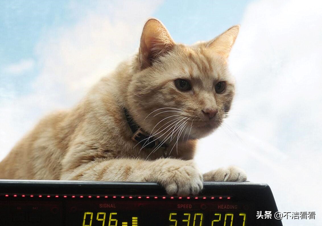 噬元兽为啥要挠瞎弗瑞的眼睛（宠物猫抓伤局长眼睛原因）