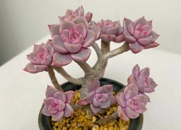 多肉植物红粉佳人养护指南:抓住4点要求,上色出状态易