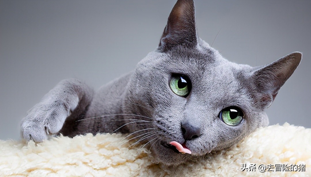 俄罗斯蓝猫价格猫咪品种篇