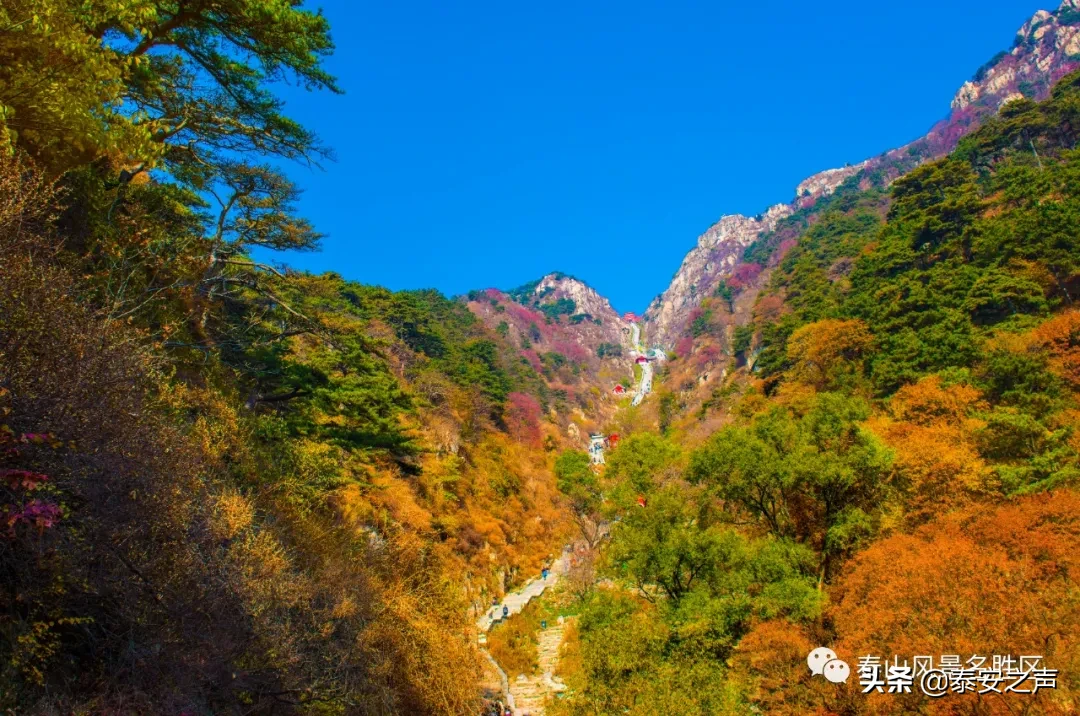 深秋泰山：一年好景君须记，最是橙黄橘绿时