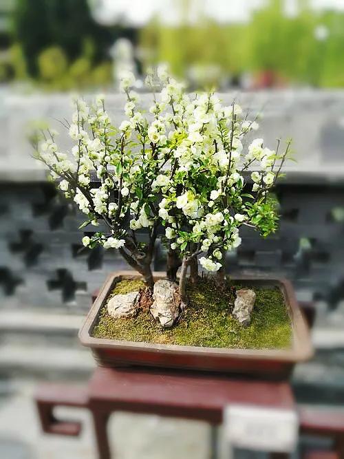 绿宝石海棠开花图片(海棠绿宝石的生活习性和养殖技巧)