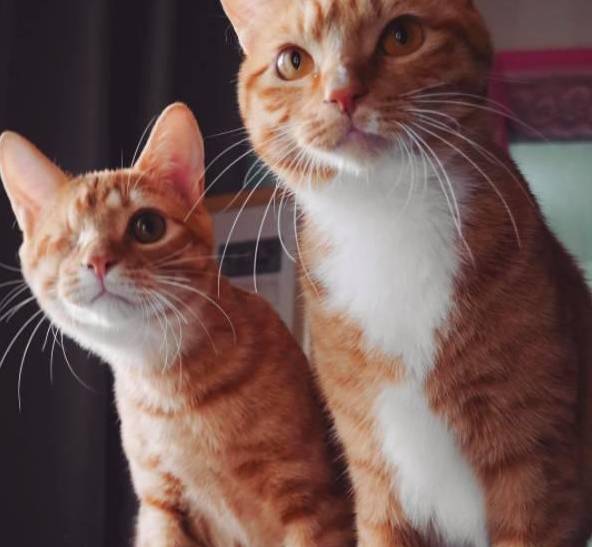 韩国一只独眼小橘猫，被领养后遇到了一辈子的好朋友，神似双胞胎