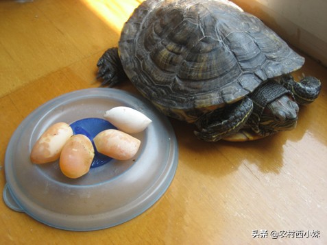 巴西龟下蛋怎么孵化（家庭如何孵化龟蛋全过程）