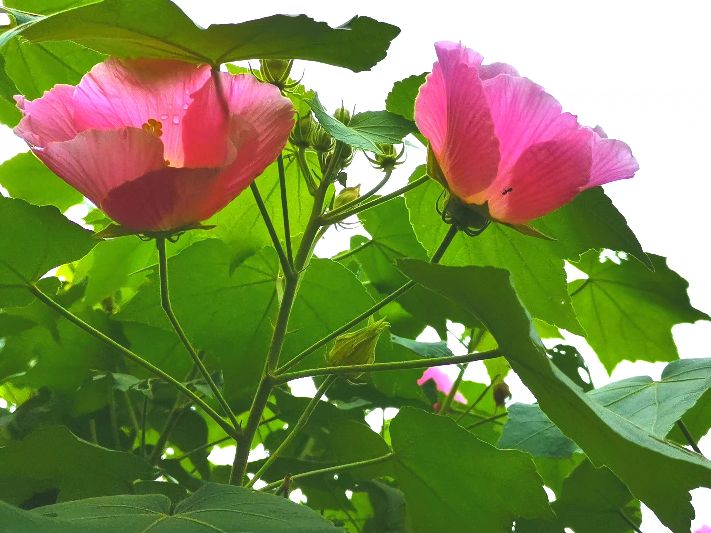 花开诗话：芙蓉花