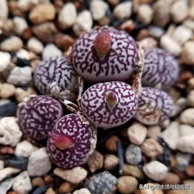 《慢生活·轻阅读》1742期