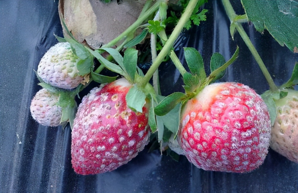 温室草莓常见病害及防治
