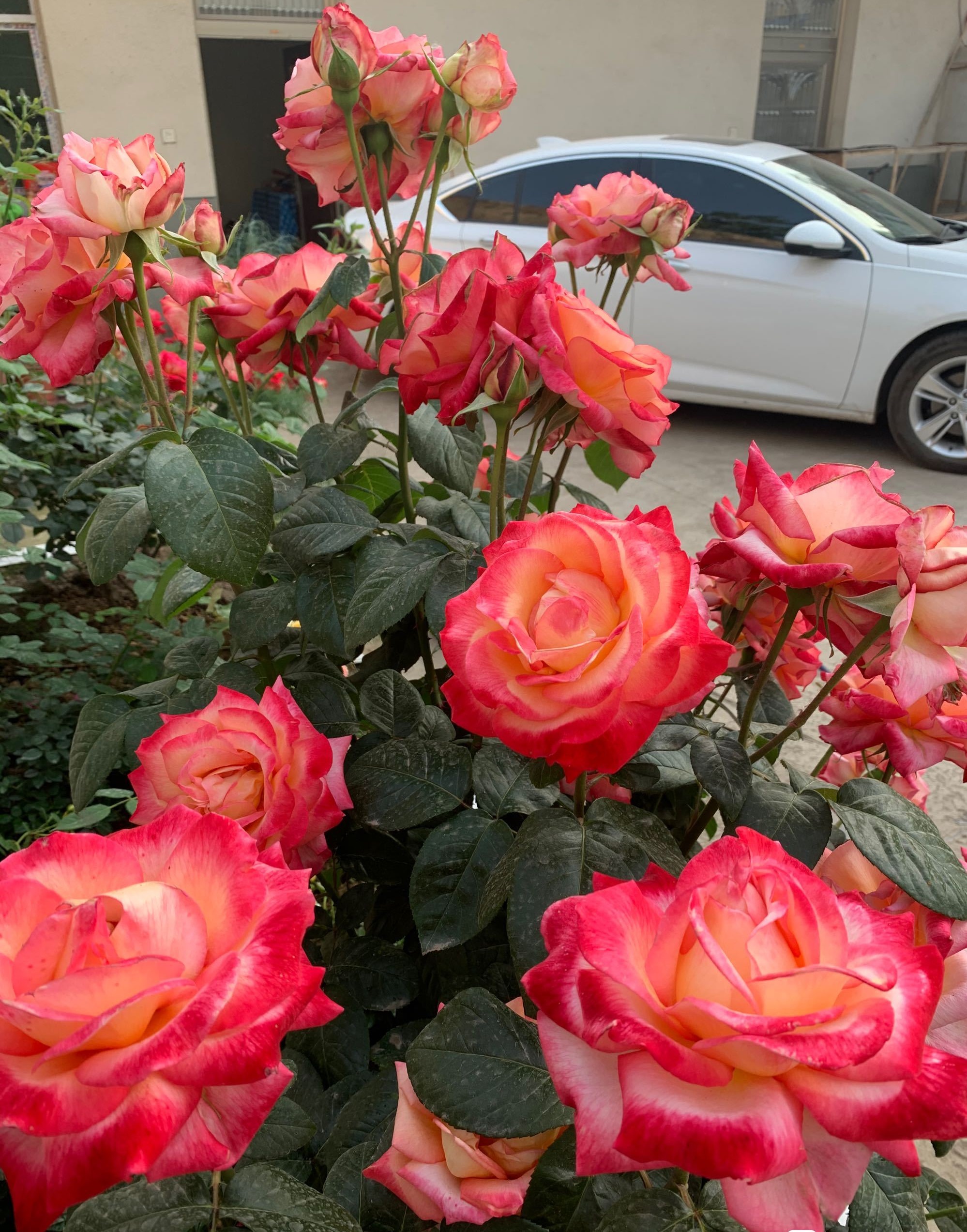 五月养花,养棵"彩云"吧,花美若牡丹,皮实好养活,四季有花看