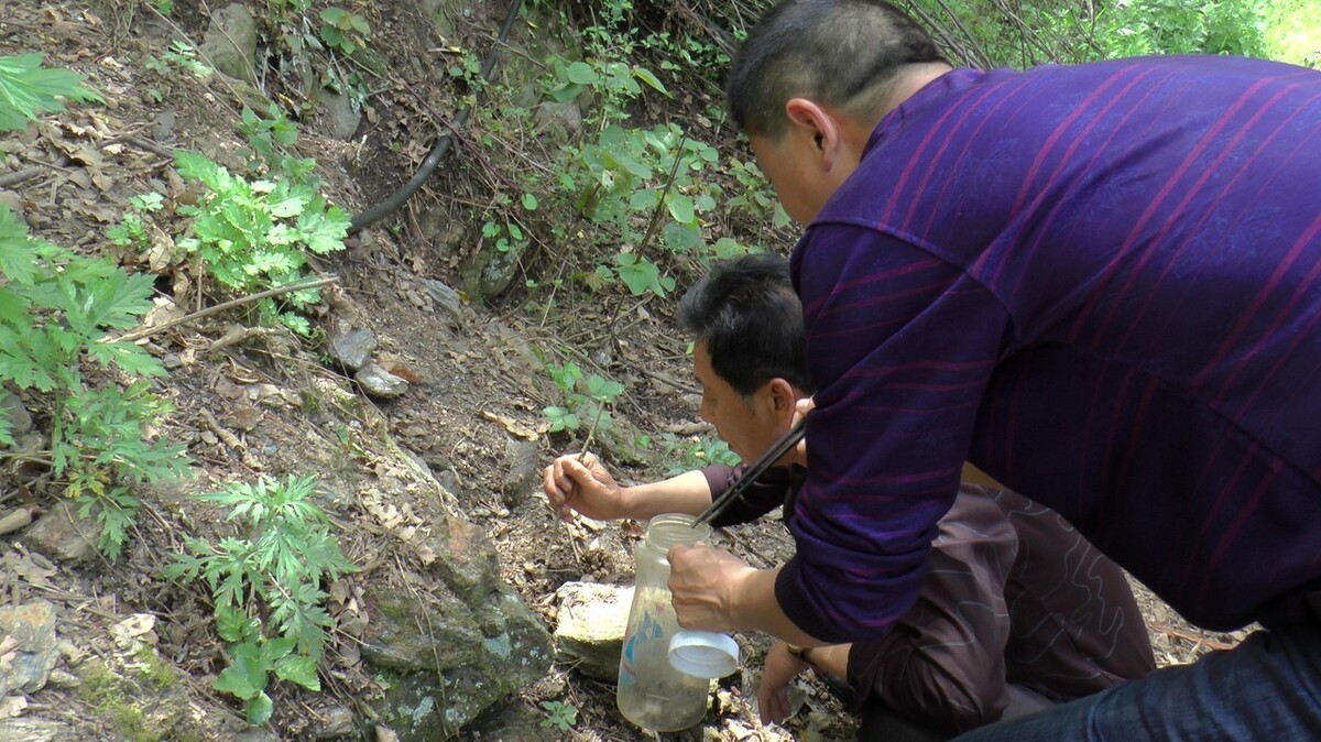 贺兰山近2000人组团抓蝎子，每天几百斤！暴利下面隐藏什么危机？