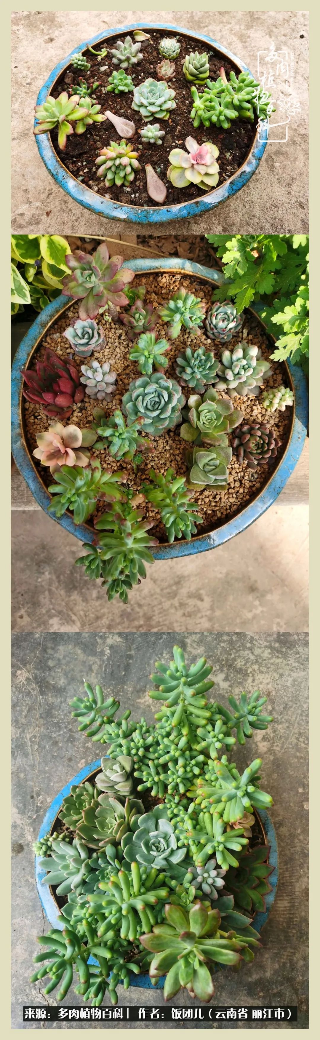 多肉建档记:观察一棵植物春夏秋冬变化的模样