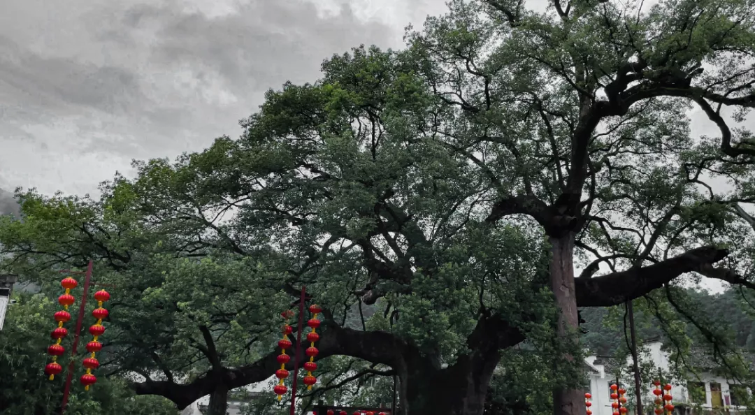 云雾缭绕似仙境,秋雨缥缈醉画廊