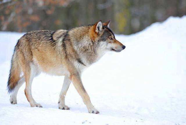 古人讲"狼狈为奸",那"狈"究竟是什么动物?有何历史渊源?